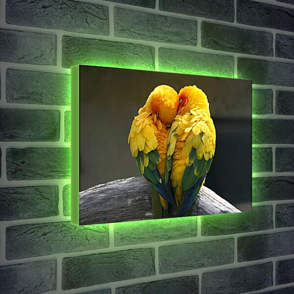 Лайтбокс световая панель - Пара жёлтых попугаев