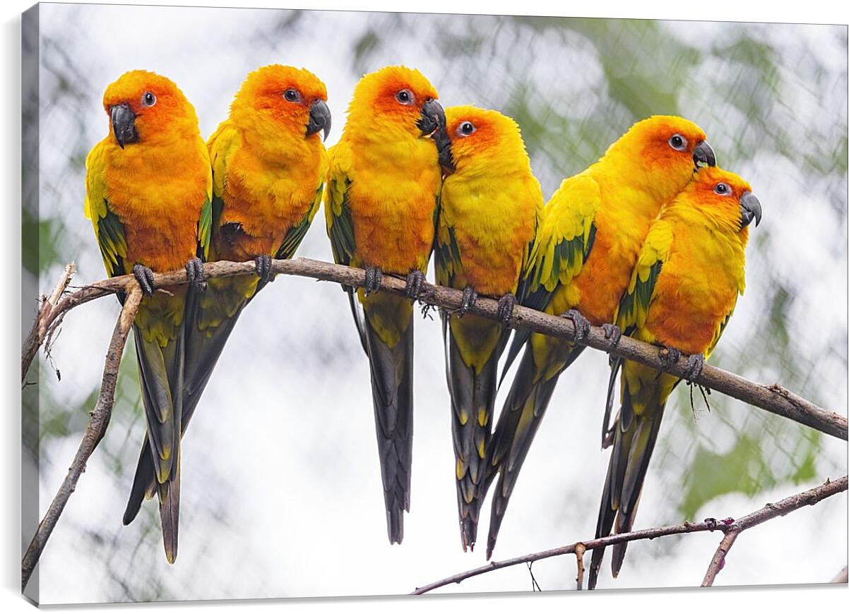 Постер и плакат - Шесть попугайчиков на ветке