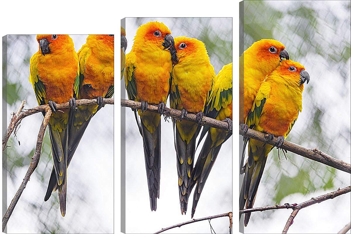 Модульная картина - Шесть попугайчиков на ветке
