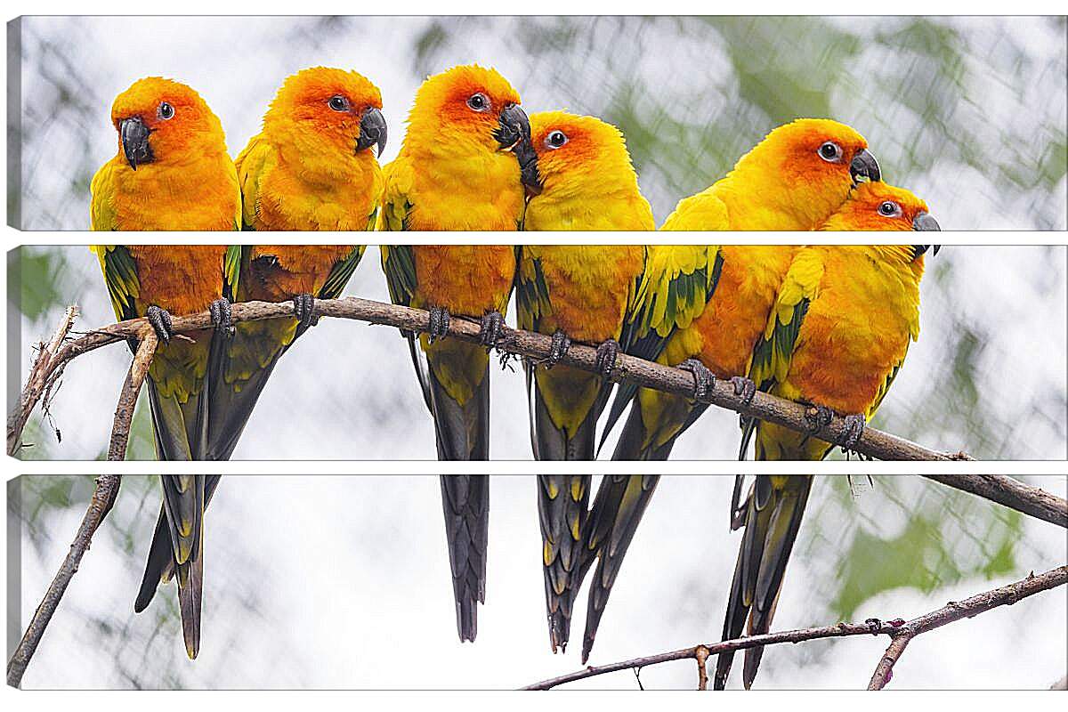 Модульная картина - Шесть попугайчиков на ветке
