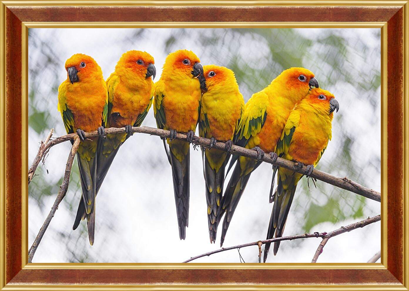 Картина в раме - Шесть попугайчиков на ветке