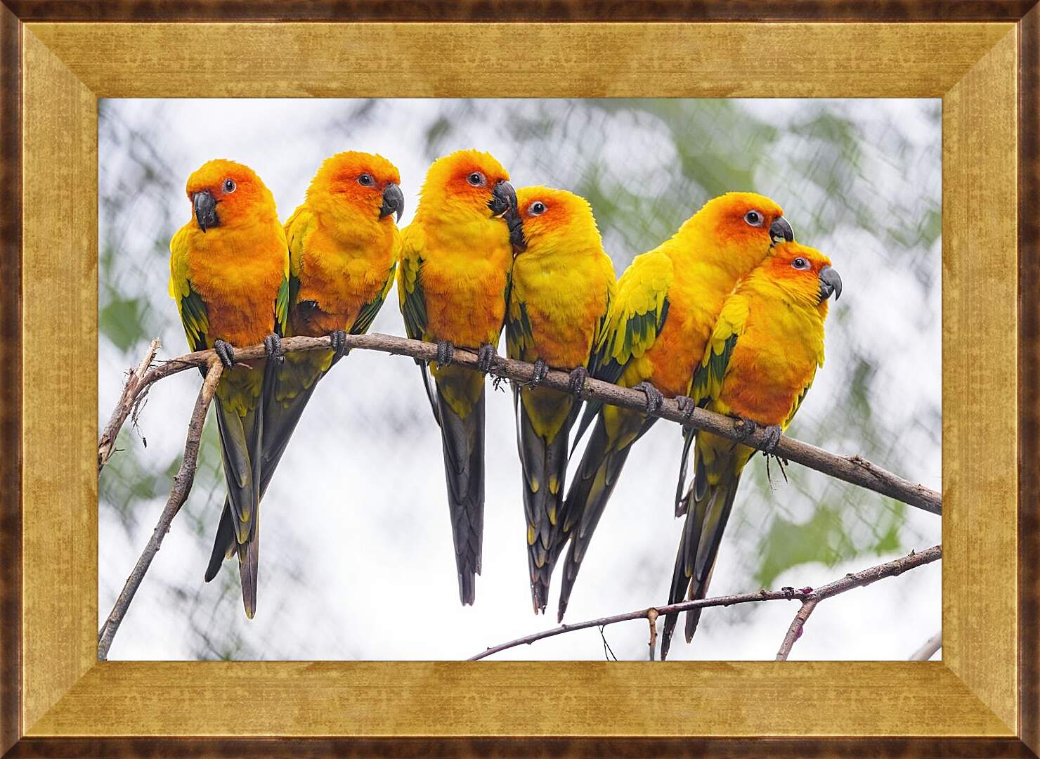 Картина в раме - Шесть попугайчиков на ветке