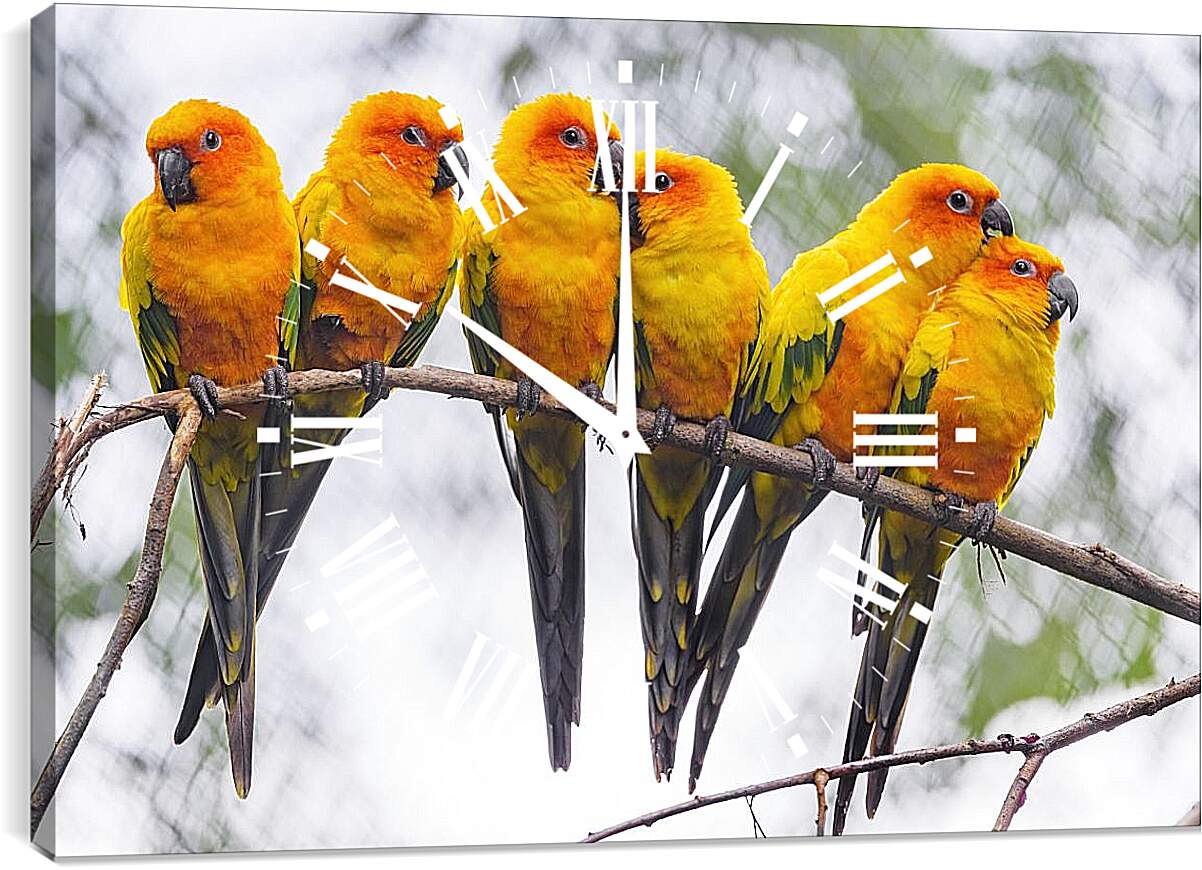 Часы картина - Шесть попугайчиков на ветке