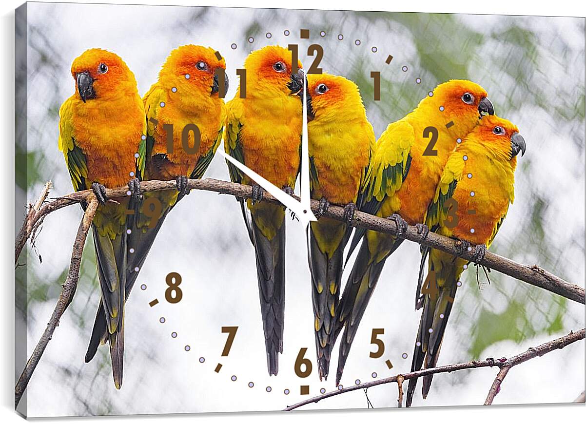 Часы картина - Шесть попугайчиков на ветке