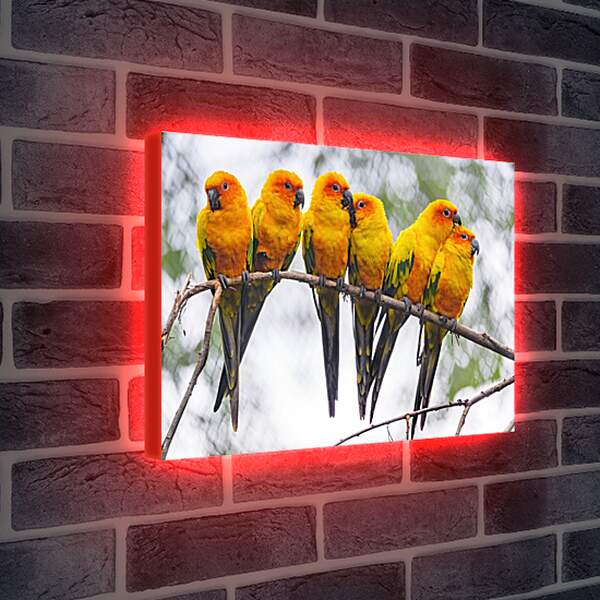 Лайтбокс световая панель - Шесть попугайчиков на ветке