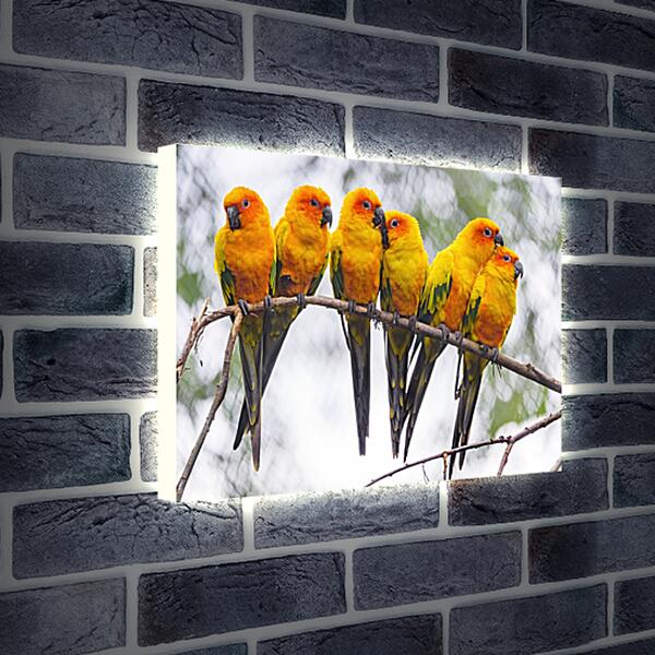 Лайтбокс световая панель - Шесть попугайчиков на ветке