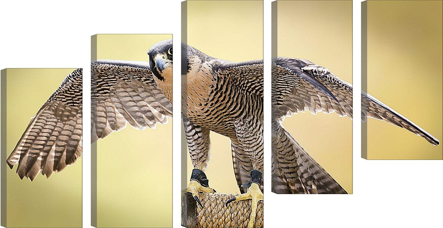 Модульная картина - Сокол с расправленными крыльями