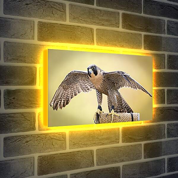 Лайтбокс световая панель - Сокол с расправленными крыльями