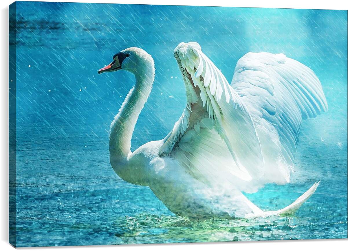 Постер и плакат - Лебедь под дождём