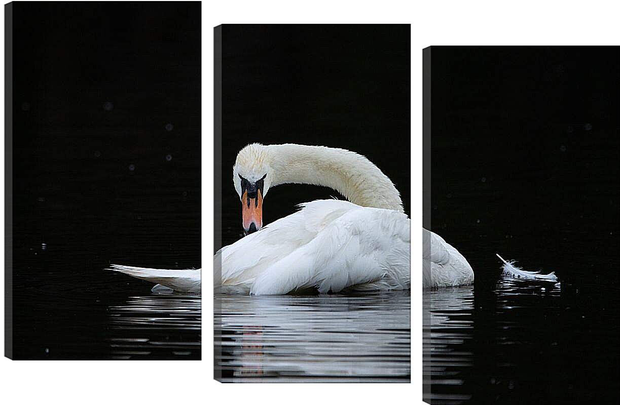 Модульная картина - Лебедь и перо на воде