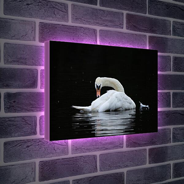 Лайтбокс световая панель - Лебедь и перо на воде