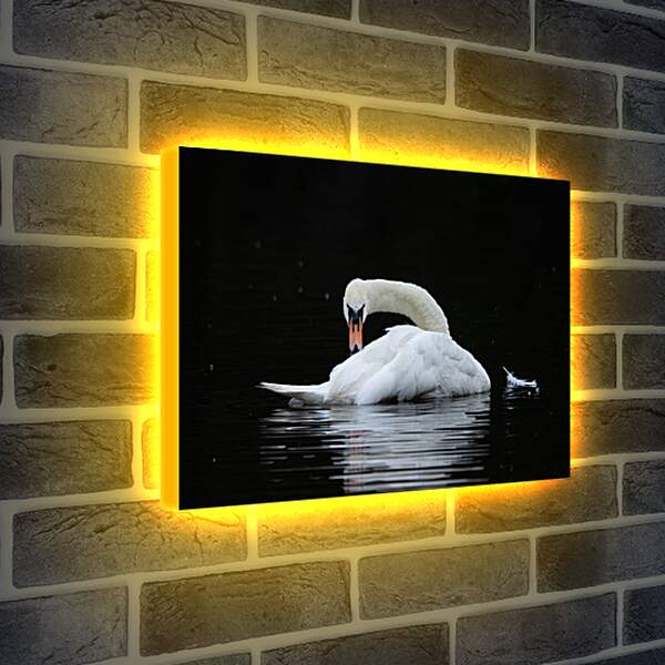 Лайтбокс световая панель - Лебедь и перо на воде