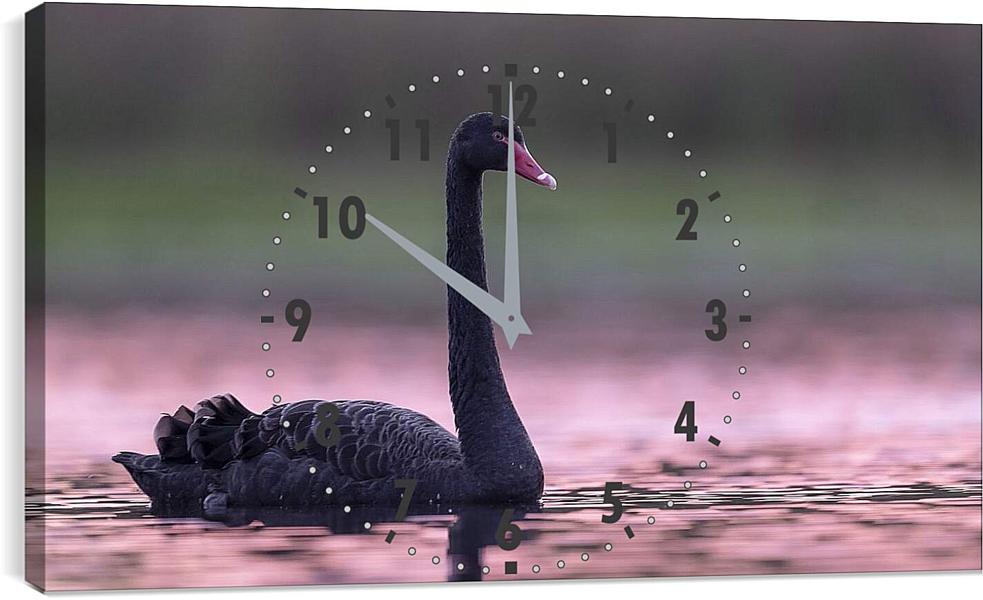 Часы картина - Чёрный лебедь