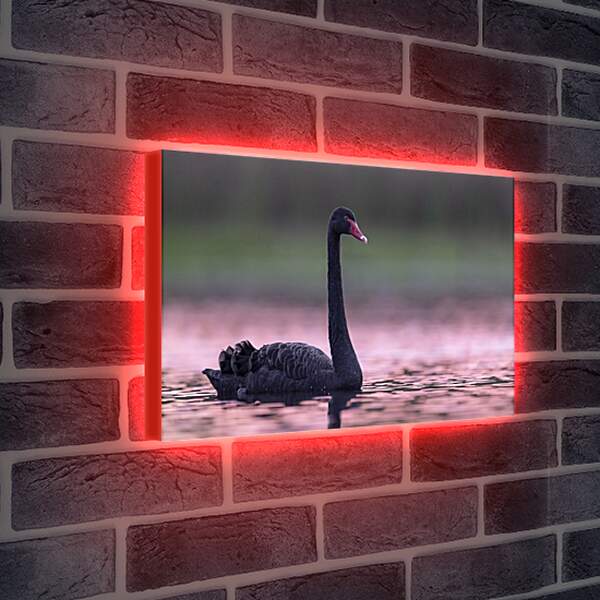 Лайтбокс световая панель - Чёрный лебедь