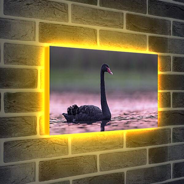 Лайтбокс световая панель - Чёрный лебедь