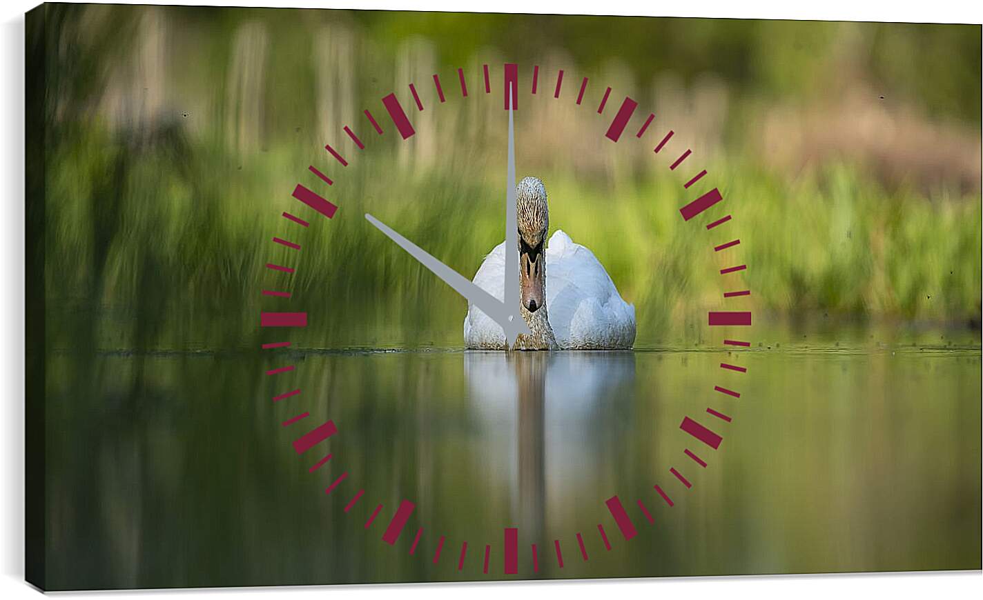 Часы картина - Лебедь на размытом фоне