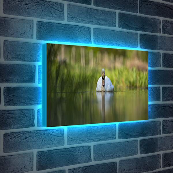 Лайтбокс световая панель - Лебедь на размытом фоне
