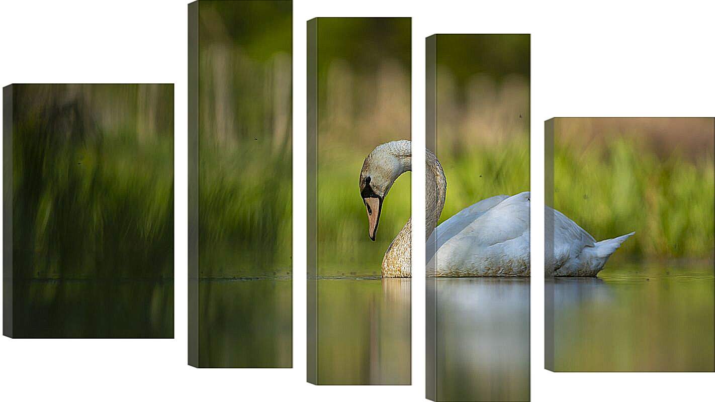 Модульная картина - Лебедь плывёт на размытом фоне