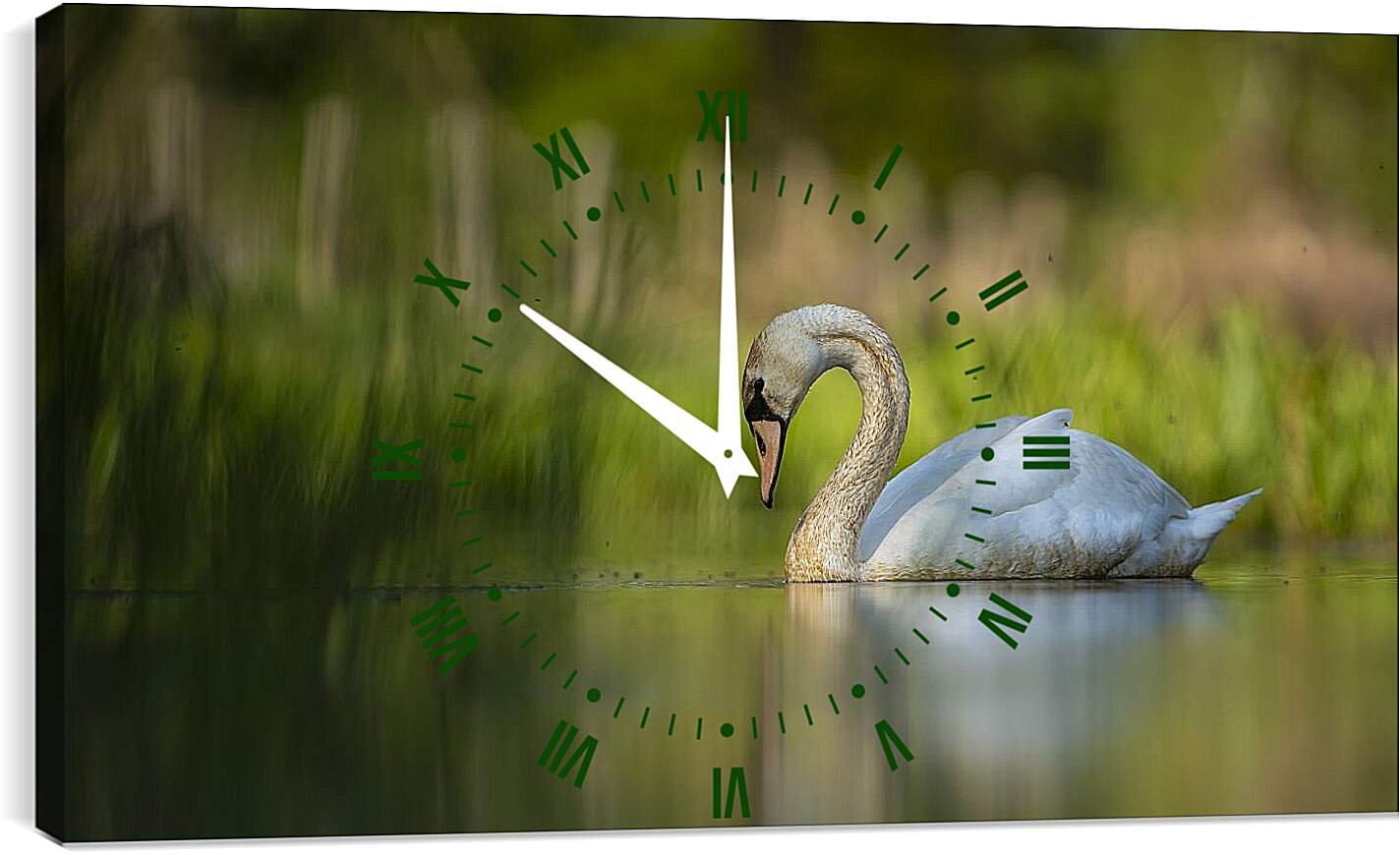 Часы картина - Лебедь плывёт на размытом фоне
