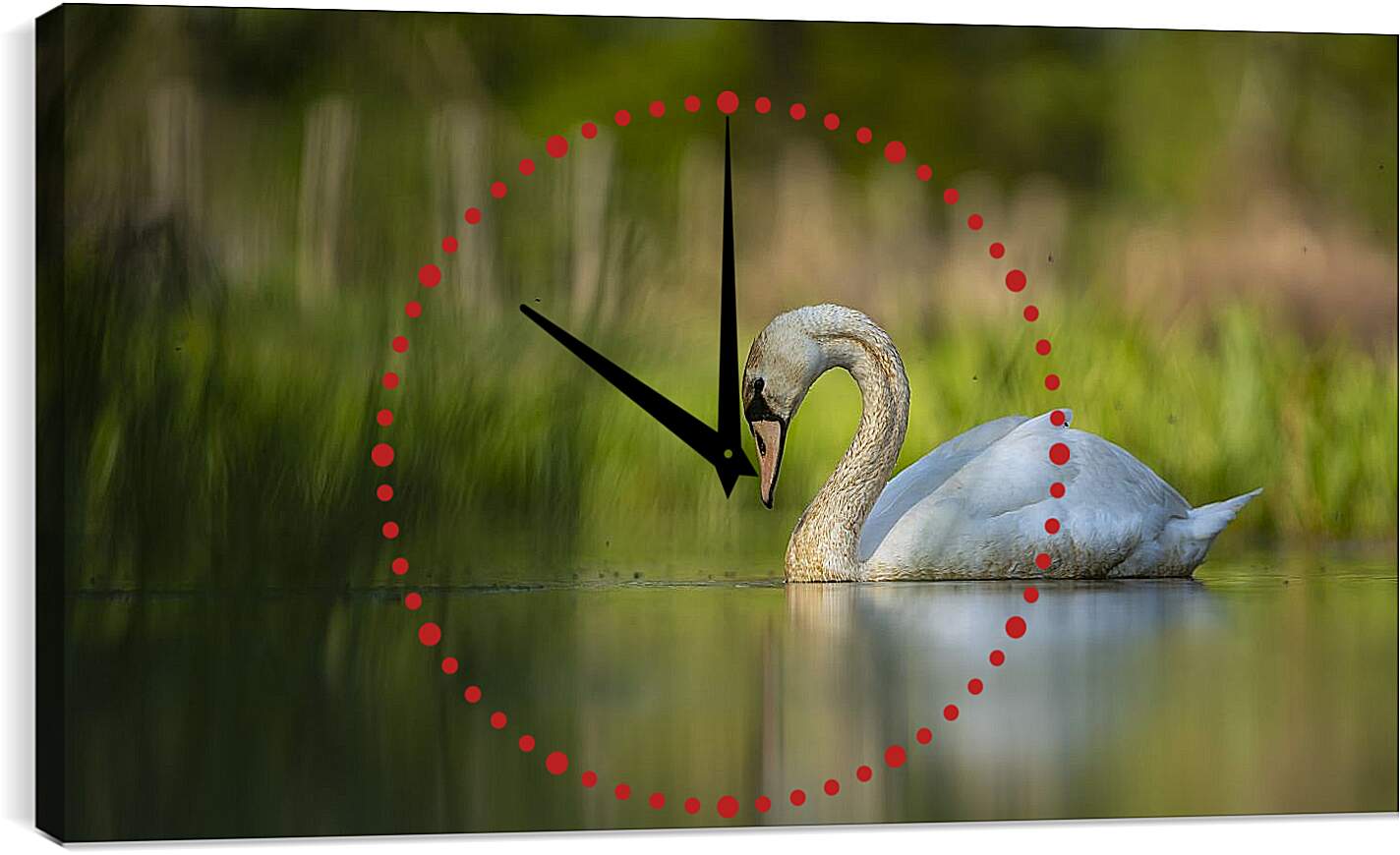 Часы картина - Лебедь плывёт на размытом фоне