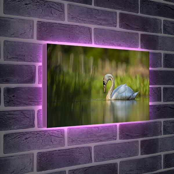 Лайтбокс световая панель - Лебедь плывёт на размытом фоне