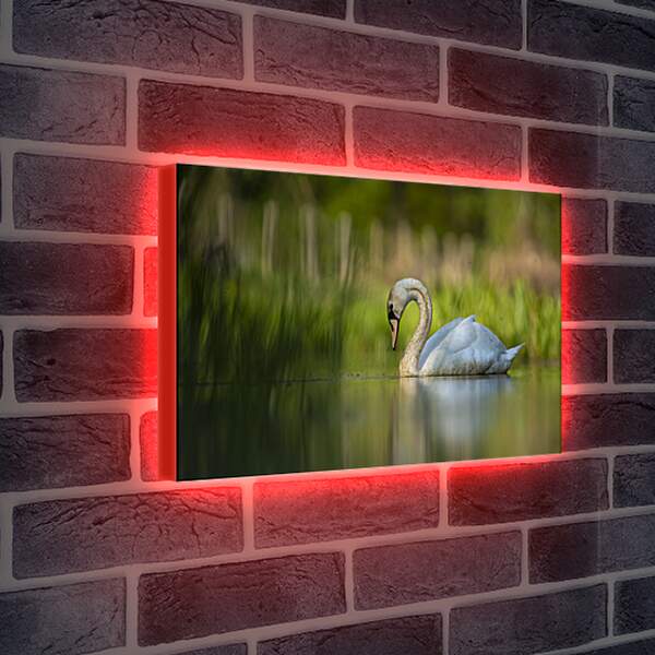 Лайтбокс световая панель - Лебедь плывёт на размытом фоне