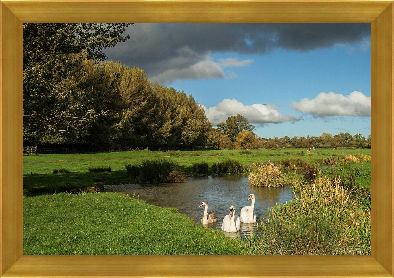 Картина в раме - Лебеди на озере