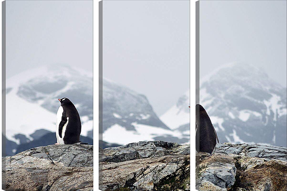 Модульная картина - Пингвины на фоне гор