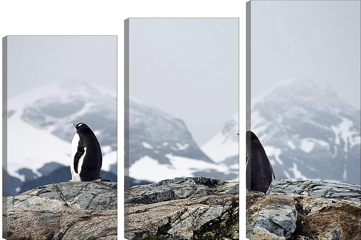 Модульная картина - Пингвины на фоне гор