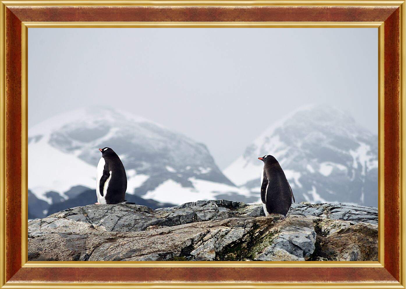 Картина в раме - Пингвины на фоне гор