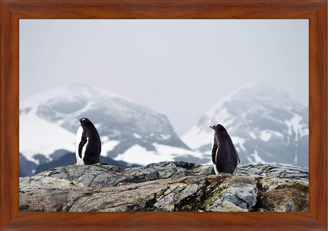 Картина в раме - Пингвины на фоне гор