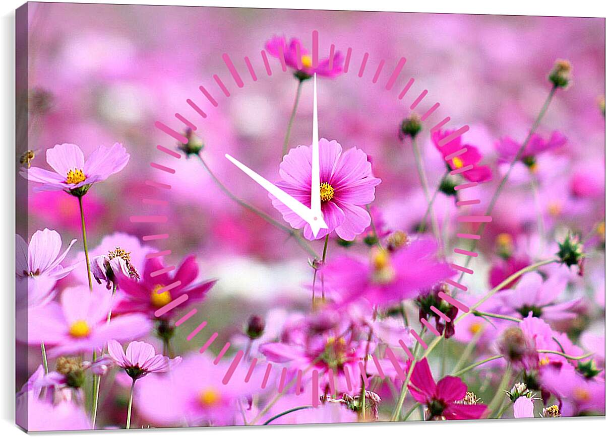 Часы картина - Розовая космея