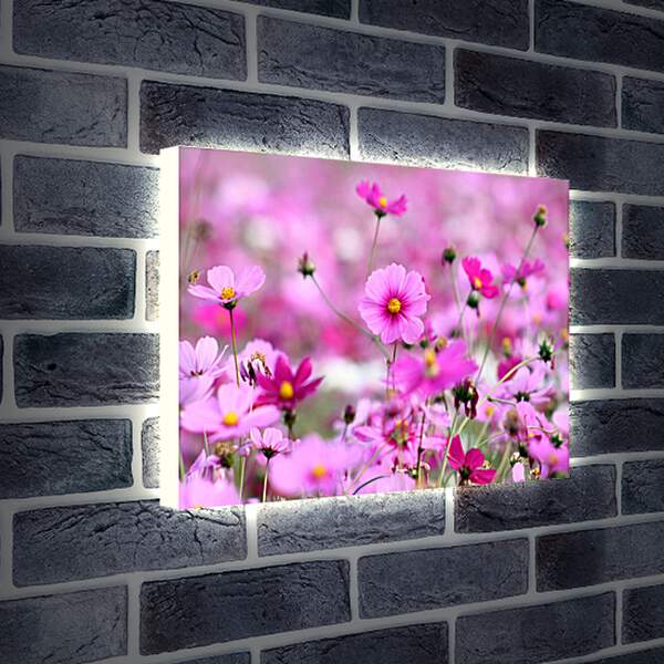 Лайтбокс световая панель - Розовая космея