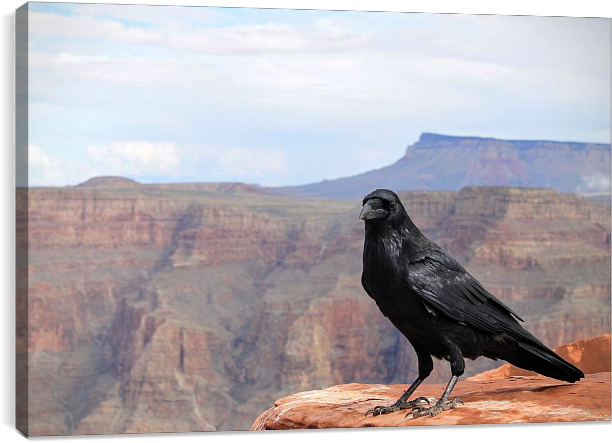 Постер и плакат - Чёрный ворон сидит на скале