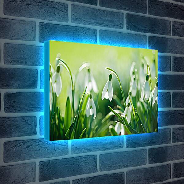 Лайтбокс световая панель - Подснежники весной