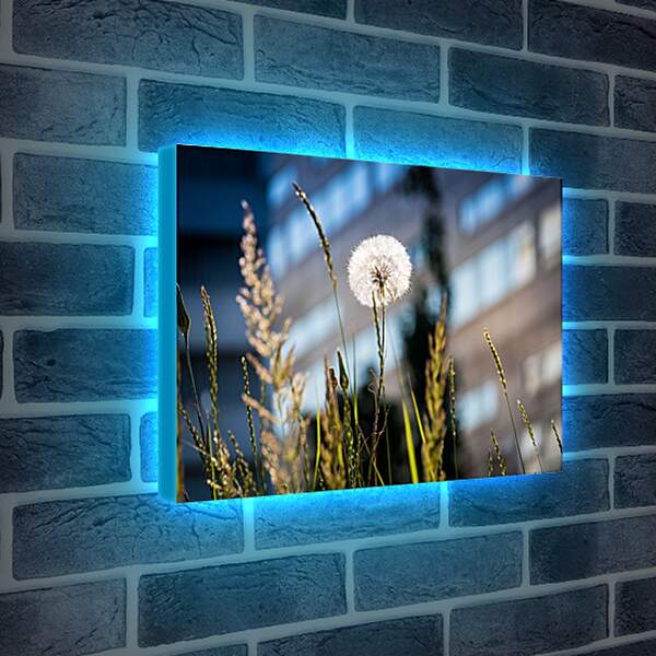 Лайтбокс световая панель - Одуванчик в зелёной траве