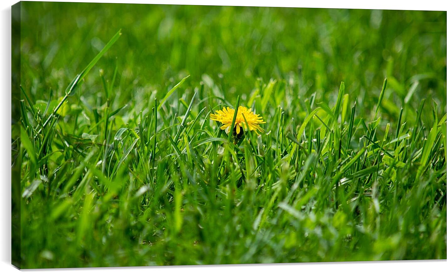 Постер и плакат - Жёлтый одуванчик в зелёной траве