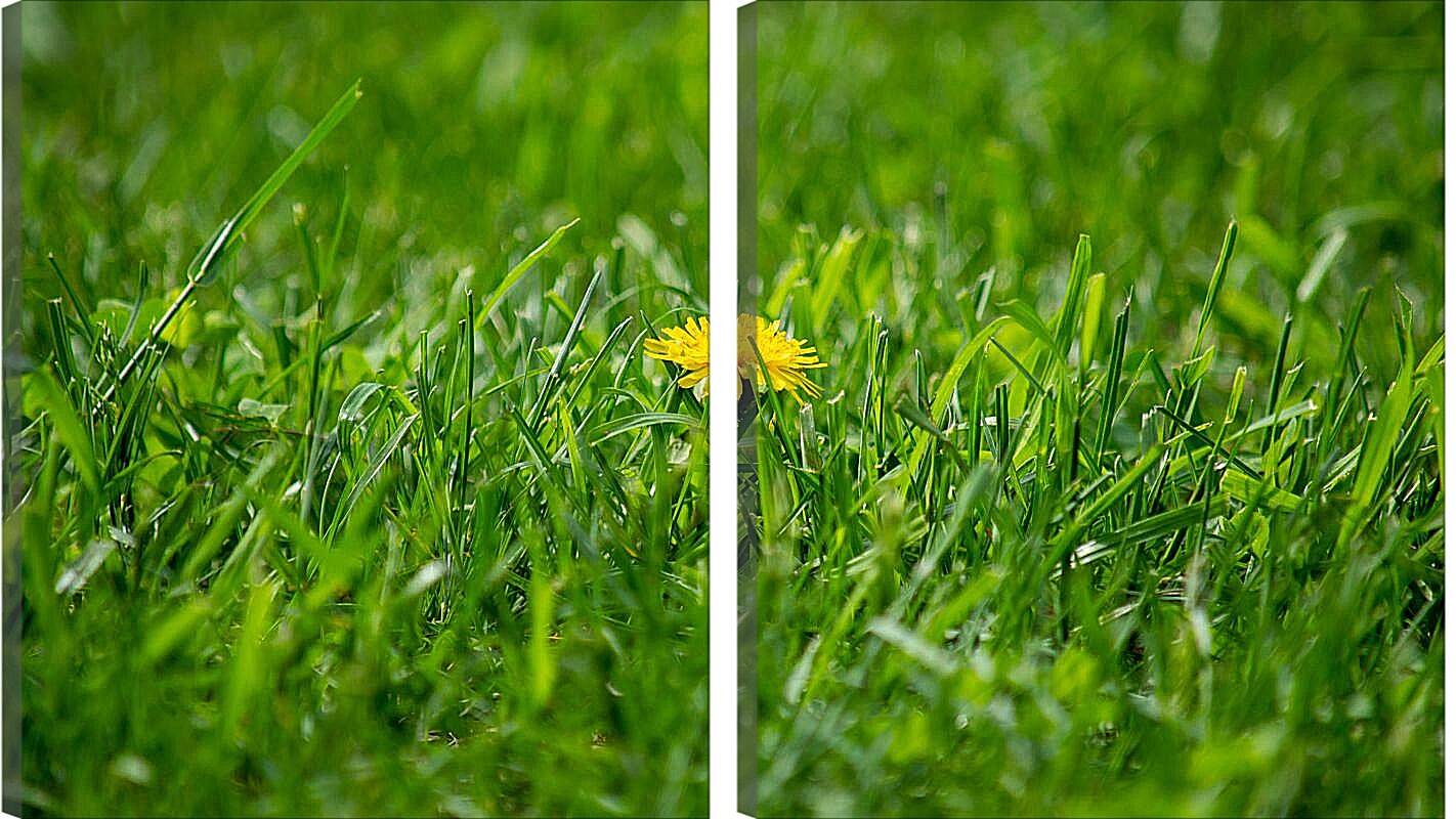 Модульная картина - Жёлтый одуванчик в зелёной траве