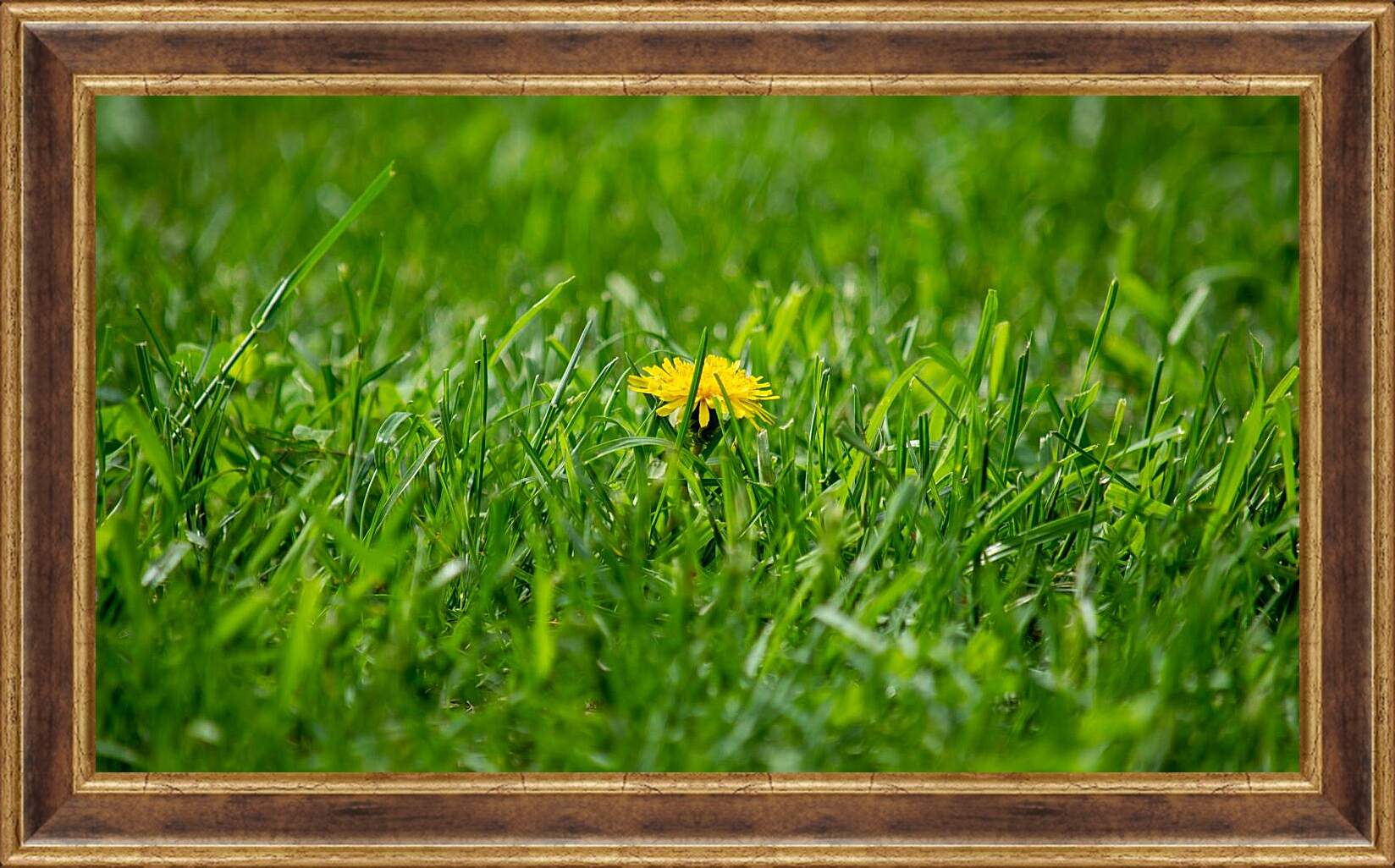 Картина в раме - Жёлтый одуванчик в зелёной траве