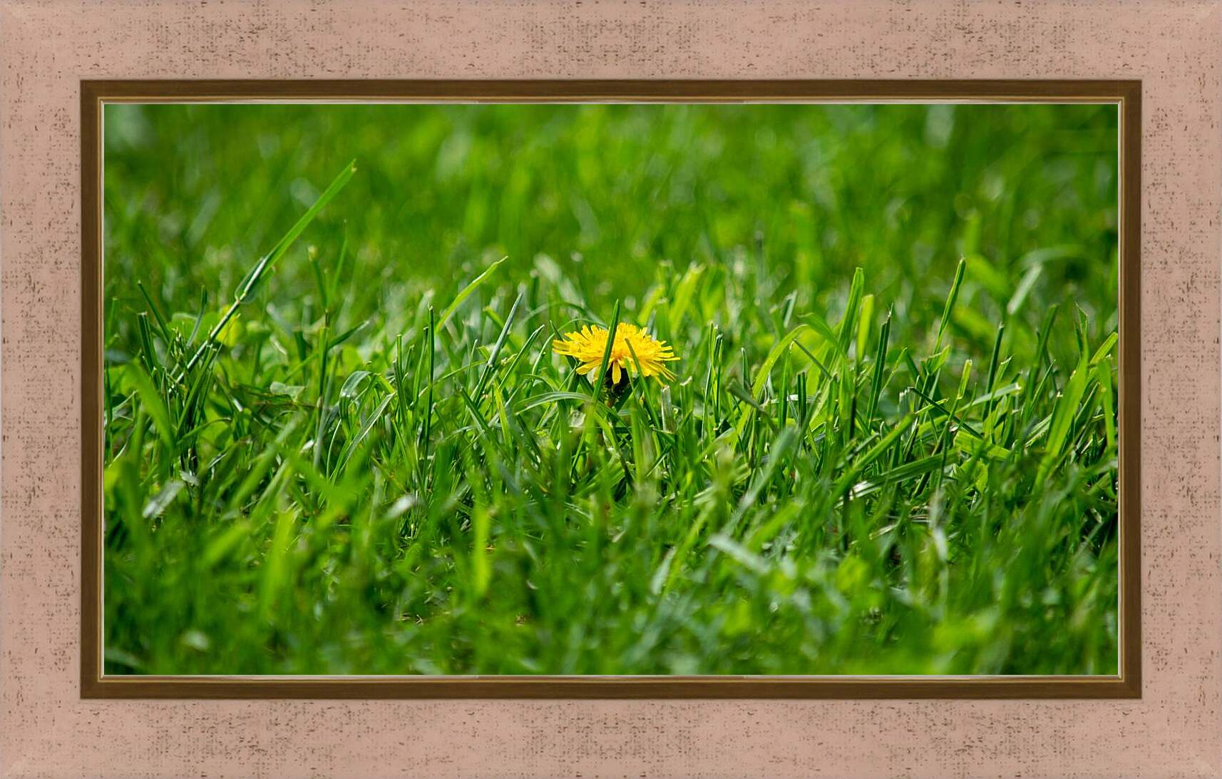 Картина в раме - Жёлтый одуванчик в зелёной траве