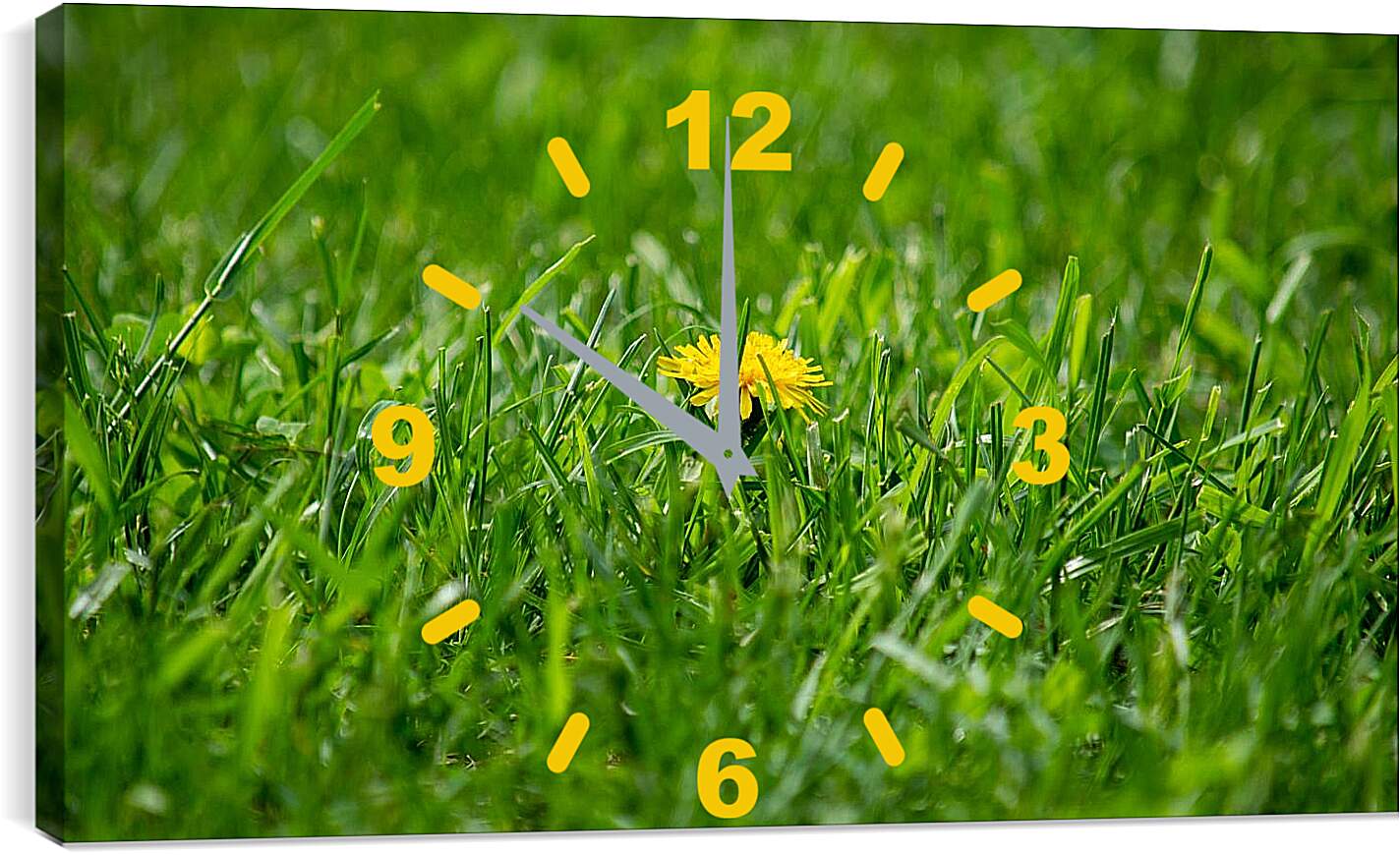 Часы картина - Жёлтый одуванчик в зелёной траве