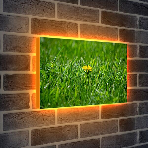 Лайтбокс световая панель - Жёлтый одуванчик в зелёной траве