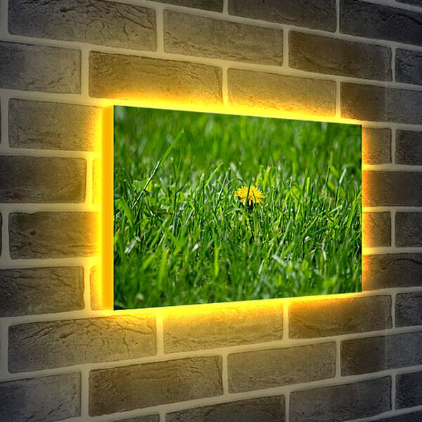 Лайтбокс световая панель - Жёлтый одуванчик в зелёной траве