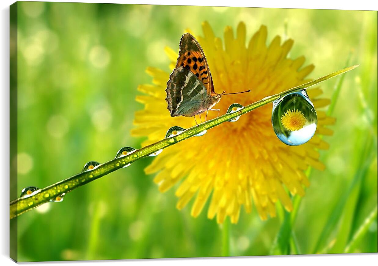 Постер и плакат - Жёлтый одуванчик с бабочкой