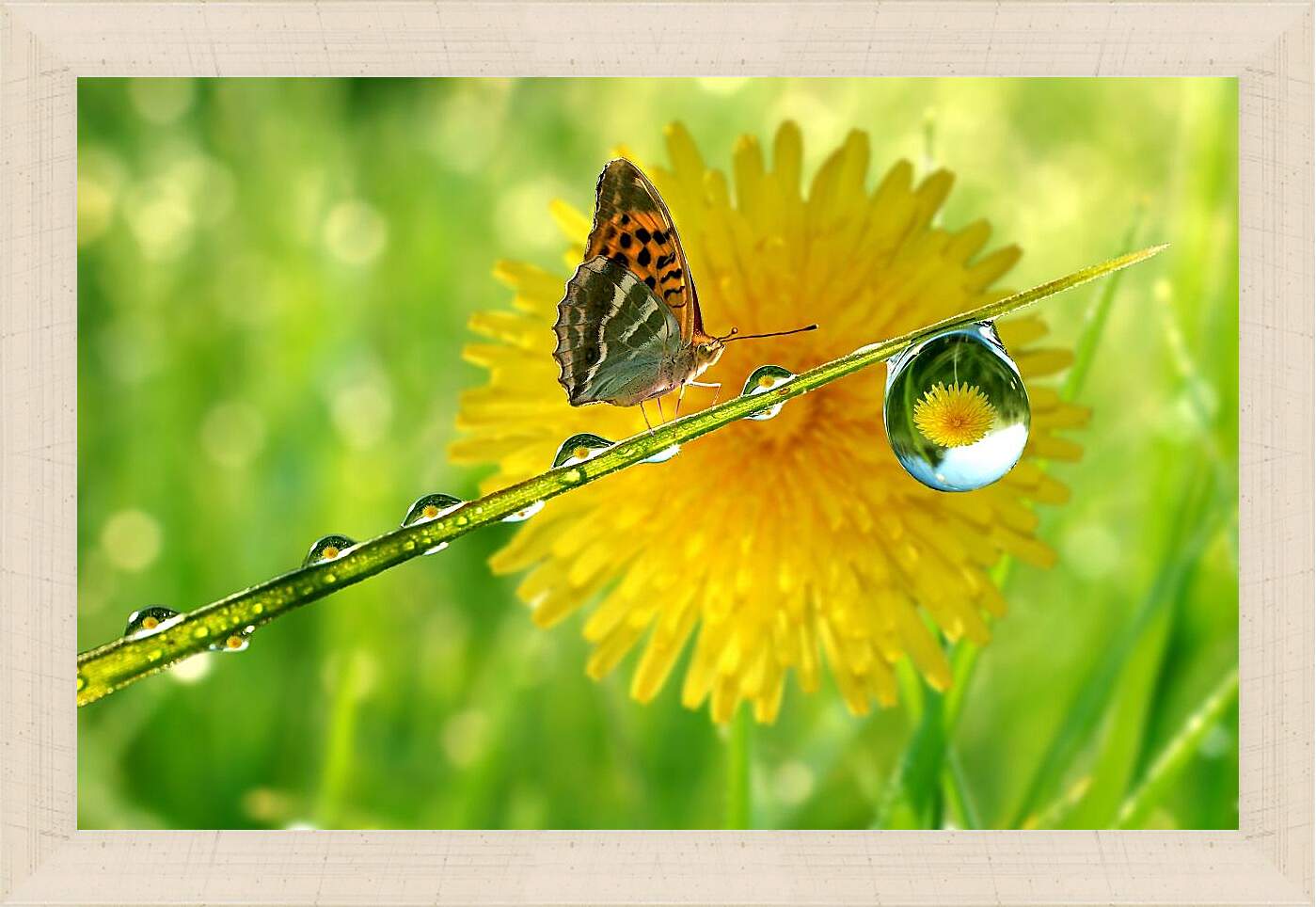 Картина в раме - Жёлтый одуванчик с бабочкой