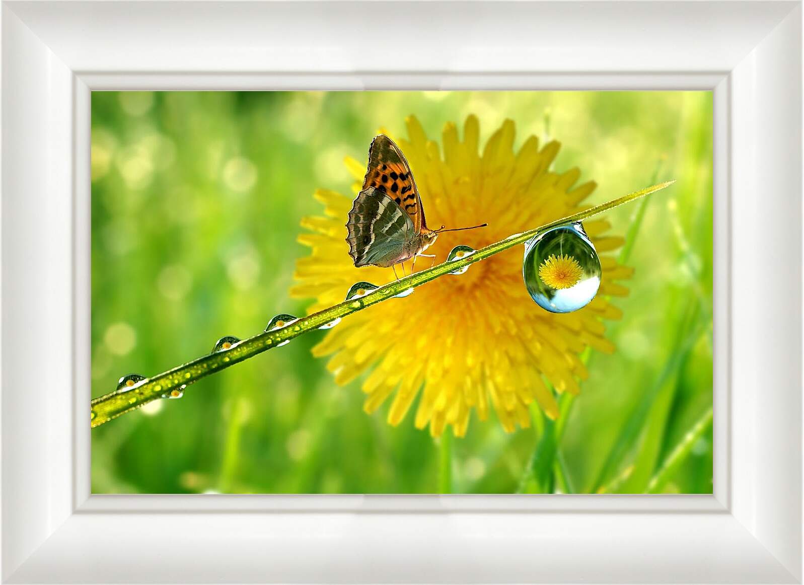Картина в раме - Жёлтый одуванчик с бабочкой