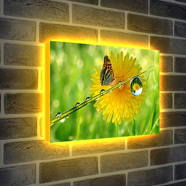 Лайтбокс световая панель - Жёлтый одуванчик с бабочкой