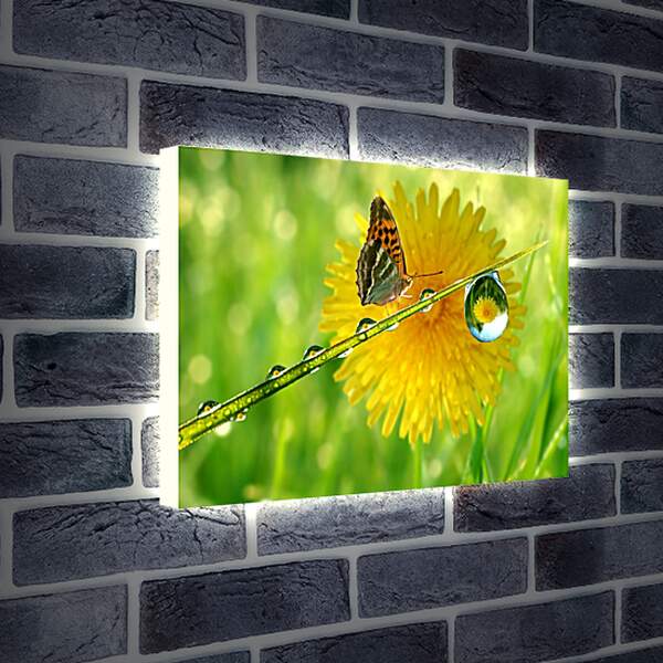 Лайтбокс световая панель - Жёлтый одуванчик с бабочкой