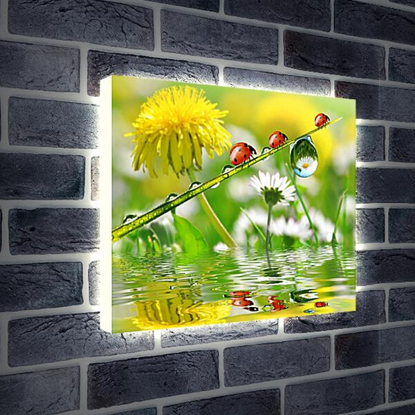 Лайтбокс световая панель - Жёлтый одуванчик с ромашкой и божьими коровками