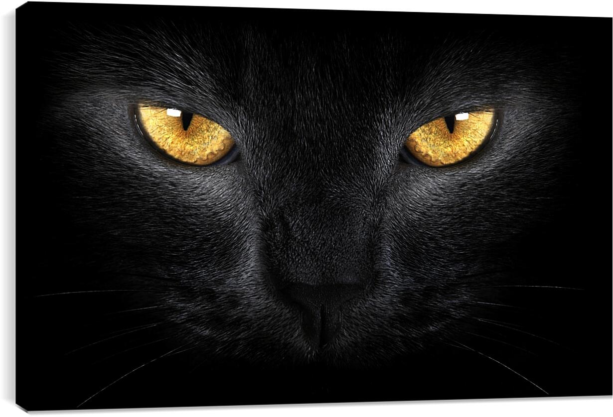 Постер и плакат - Взгляд черного кота